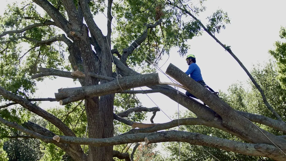 Professional Crown Thinning performed by certified arborists in St Columbans