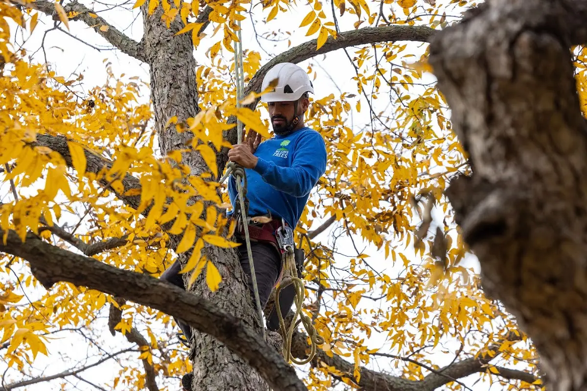 Skilled Tree Pruning crew working in St Columbans