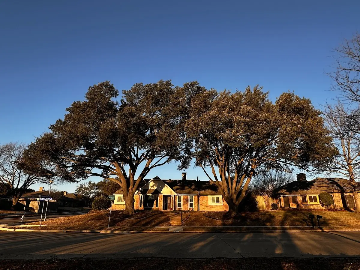 Established residential canopy tree shading a home in St Columbans